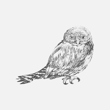 Illustration of naturalistic owl bird