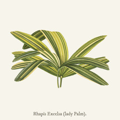 Slender Lady Palm (Rhapis Flabelliformis) found in (1825-1890) New and Rare Beautiful-Leaved Plant.