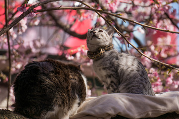 cat on the sakura tree.