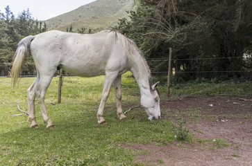 Obraz na płótnie Canvas side view of a horse at his lunch break, walking in a farm