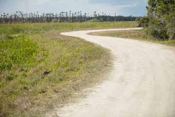 alligator hides waiting for you next to your path beware