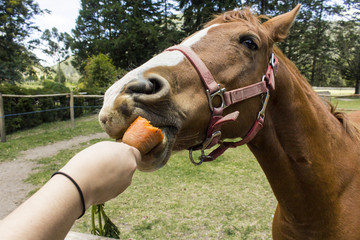 side view of a horse at his lunch break, walking in a farm