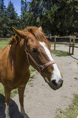 Obraz premium side view of a horse at his lunch break, walking in a farm