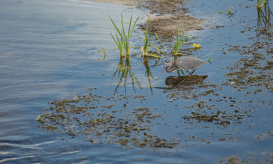 juvenile tricolored heron reflecting and hunting in the wetlands