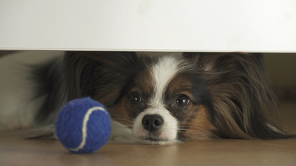 Dog Papillon looks under the bed and tries to reach the ball in living room