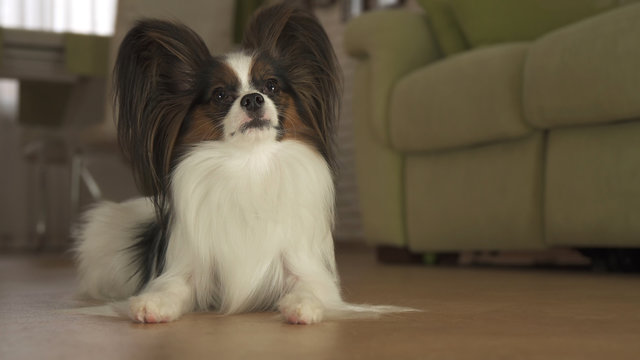 Dog Papillon lies on the floor in living room