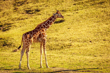 Baby Giraffe
