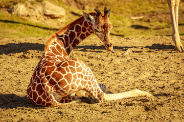 Baby Giraffe © pngstudio