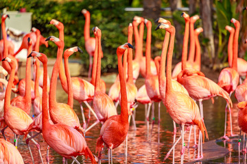 Naklejka premium Flamboyance of Flamingos