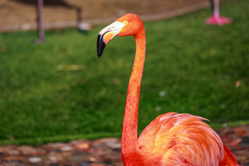 Flamboyance of Flamingos