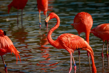 Flamboyance of Flamingos