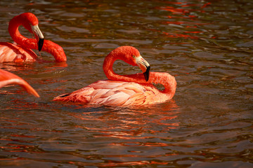 Flamboyance of Flamingos