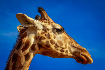 Giraffe Head Portrait