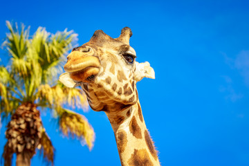 Giraffe Head Portrait © pngstudio