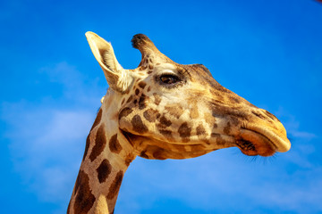 Giraffe Head Portrait