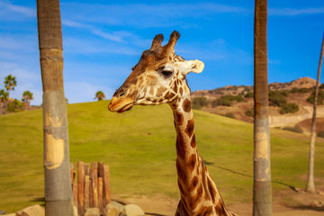 Giraffe Head Portrait © pngstudio