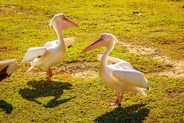 Great white pelican