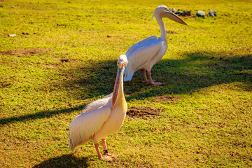Fototapeta premium Great white pelican