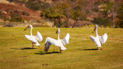 Great white pelican