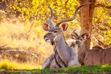 Greater Kudu