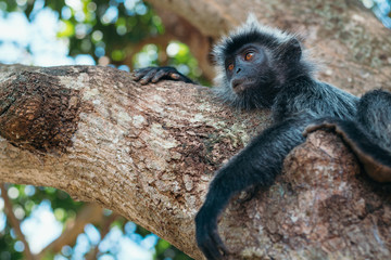Silver Monkey Chilling on the Tree