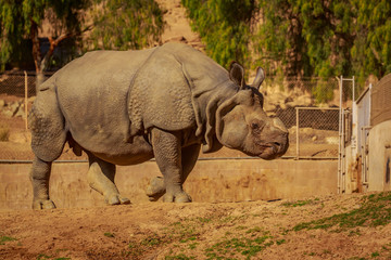 Indian Rhinoceros without horn