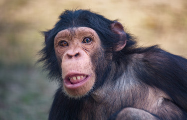 Chimpanzee close up view with cute facial expression.
