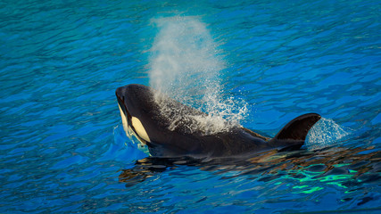 Killer Whale in water © pngstudio