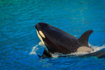 Fototapeta premium Killer Whale in water