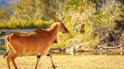 Male Eland Antelope
