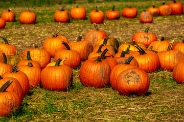 Pumpkin Patch field