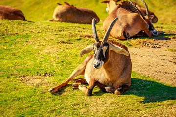 Roan Antelope
