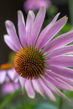 Closeup of a beautiful echinacea pink flower