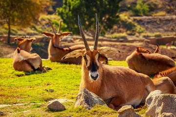 Roan Antelope