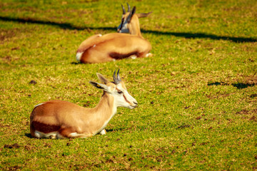 Springbok