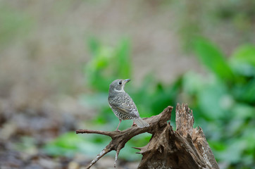 Female of white-throated Rock Thrush