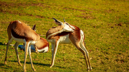 Springbok