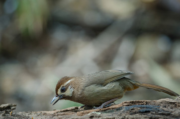 White-browed Laughingthrush bird (Garrulax sannio)