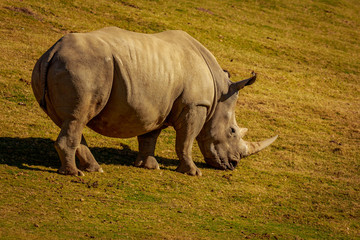 Fototapeta premium White Rhinoceros