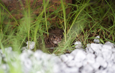 Toad on the ground with rock foreground