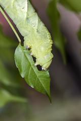 Caterpillar green - Manduca rustica - eating leaf and plant stem extreme closeup - Macro photo of green caterpillar feeding