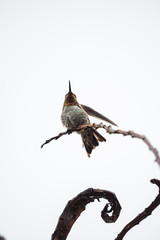 hummingbird flipping wings on a swirl shaped branch with white background