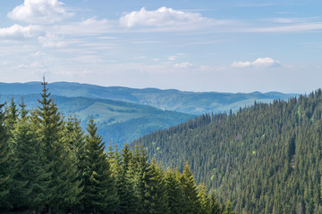 Mountain forest in Transylvania, near Sibiu, Romania