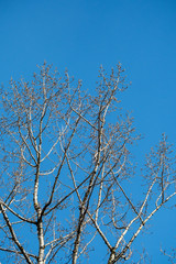 leafless tree branches in the winter under the blue sky