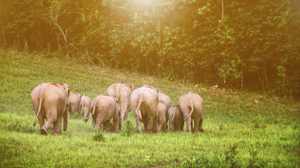 A herd of elephants adults and cubs walking back to the forest in the evening