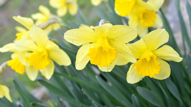 spring flowering narcissus / photography with scene flowering in garden spring narcissus