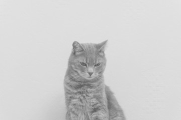 A beautiful adult purebred cat sits on the couch and looks around waiting for the owner in black and white