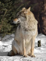 Crédence de cuisine en verre imprimé Loup Eurasian wolf (Canis lupus lupus) sits on snow in cold winter