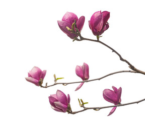 Flowering branch of   Magnolia Soulangeana is isolated on white.
