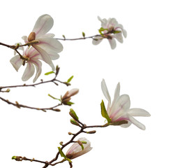 Fototapeta na wymiar Magnolia stellata isolated on white background